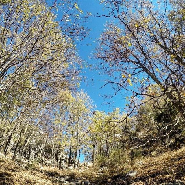 Every Friday is "Green Friday" in  JabalMoussa. unescomab  unesco ... (Jabal Moussa Biosphere Reserve)