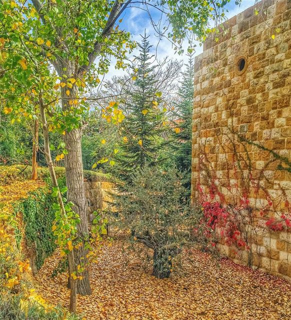 Every leaf is a falling tear Golden like the memories of the days you... (Ehden, Lebanon)