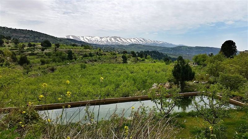 Every morning you have two choices, continue your sleep with dreams or... (`Akkar, Liban-Nord, Lebanon)