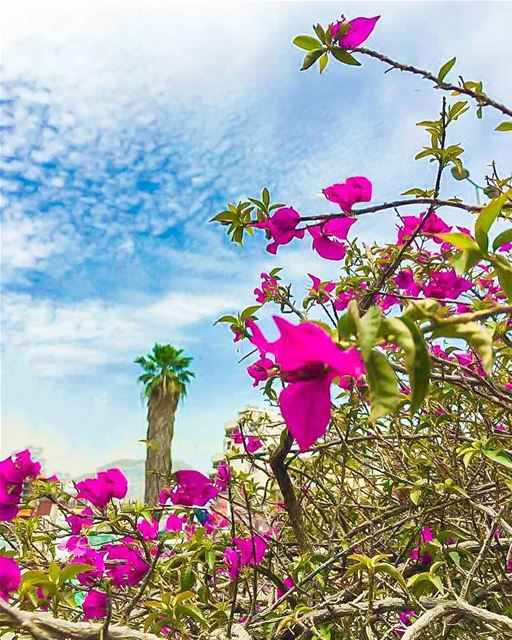 Every rose has its thorn, but remember Every Hypocrite has their day...... (Beirut, Lebanon)