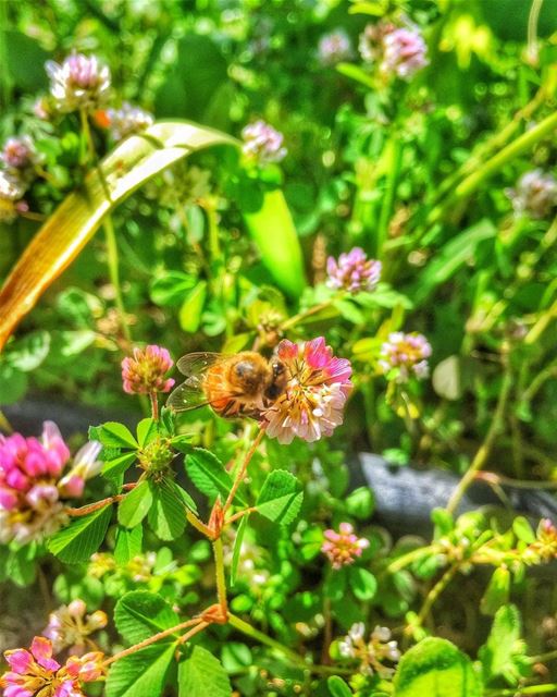 " Every Saint Has A Bee In His Halo..." whatsuplebanon insta_lebanon... (Batroûn)