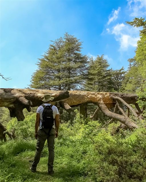 Everybody has the desire to do something, to acheive things ... our... (Ehden, Lebanon)