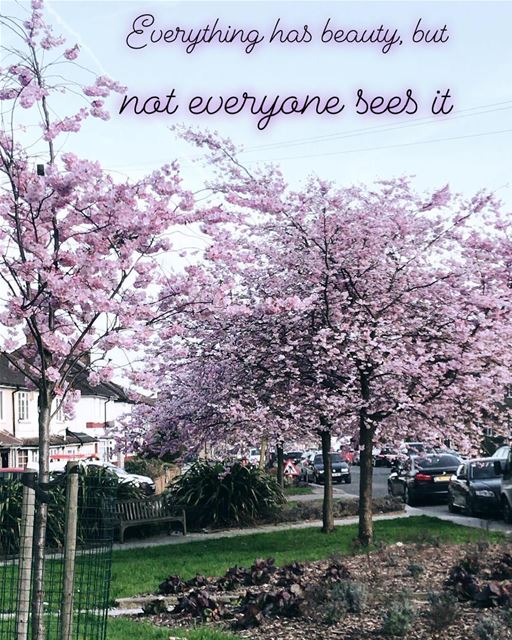 Everything has beauty, but not everyone sees it, " Cherry Blossoms" 💕...