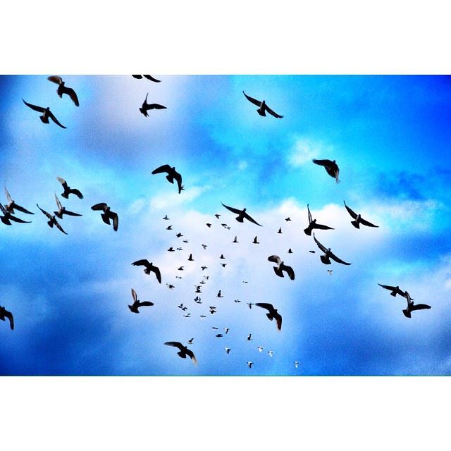 Everything has beauty, but not everyone sees it. instabeauty  beirut ...