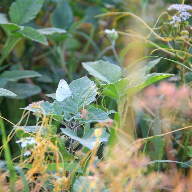 Everything is made for something............ butterfly ... (Heresh Ehden)