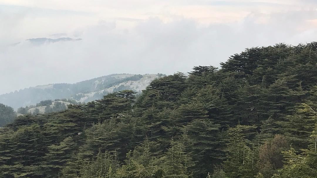 ~..Everything you need to know is right in front of your eyes..~🌲☁️🇱🇧... (Arz el Bâroûk)