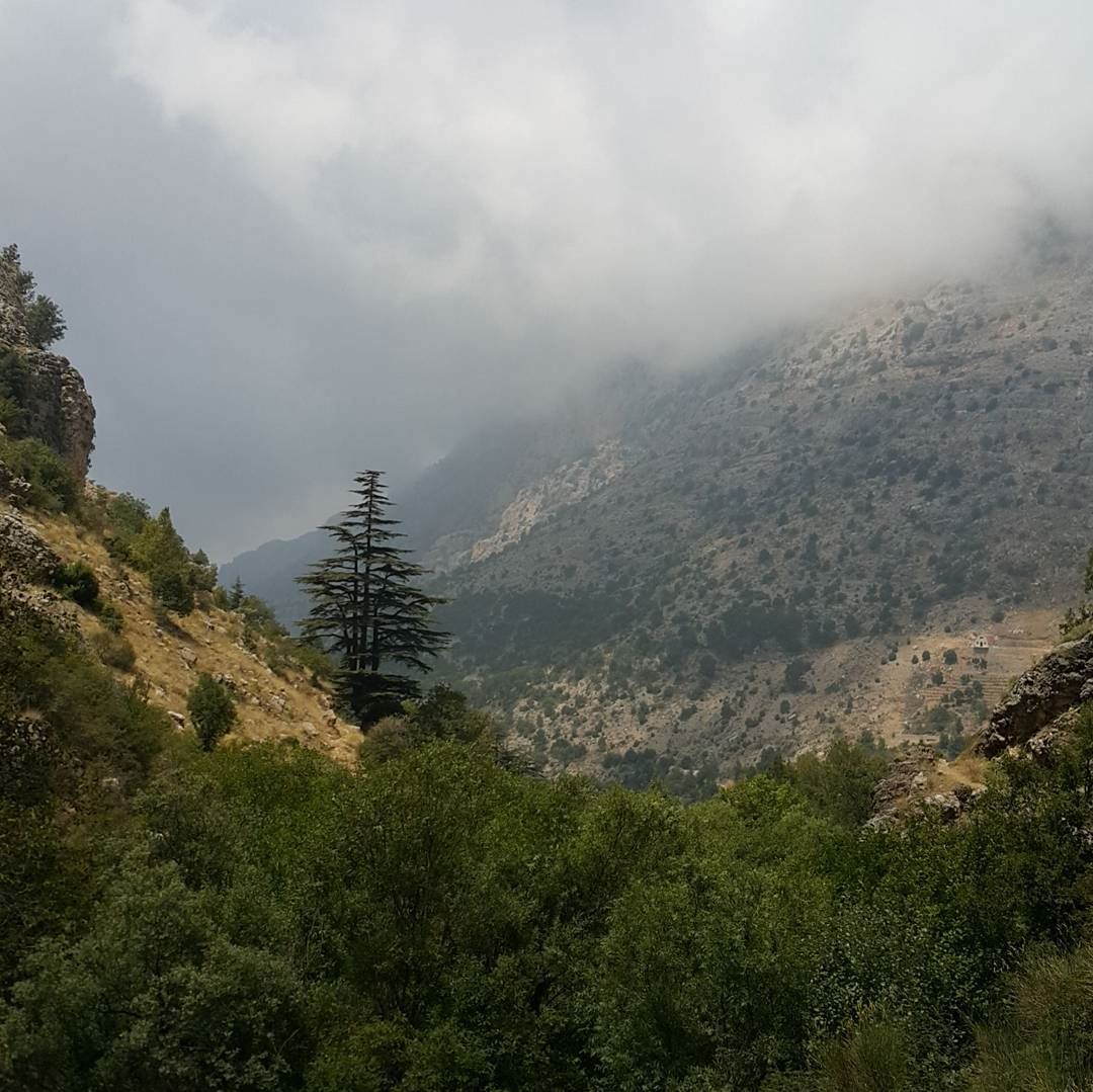 Evey photo that has a cedar is beautiful  mountains  northlebanon ...