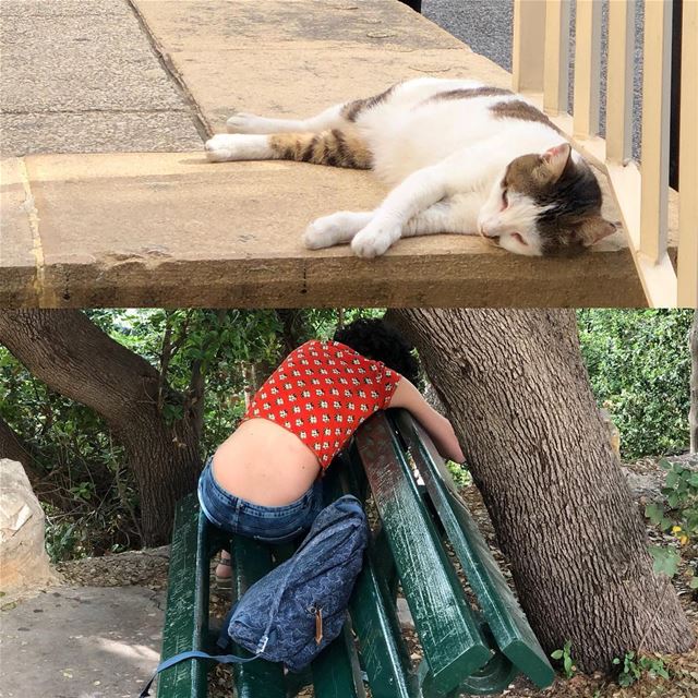 Exhaustion set in.  felines  felinesofinstagram  humansoflebanon ...