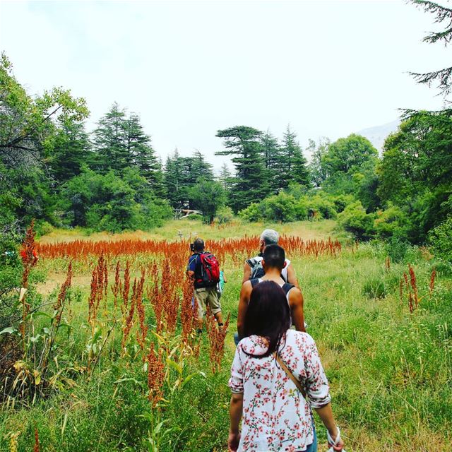 Explore I Hiking, Ehden Forest Reserve & Lebanon this Sunday. Booking.... (Mahmiyet Ehden)