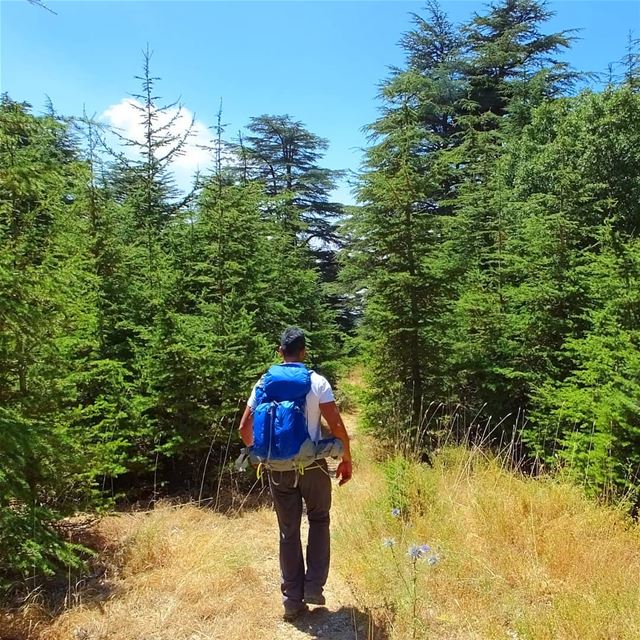 EXPLORE I LEBANON, AIN ZHALTA CEDARS & HIKING THIS SUNDAY.... (Shouf Cedar Ain Zhalta)