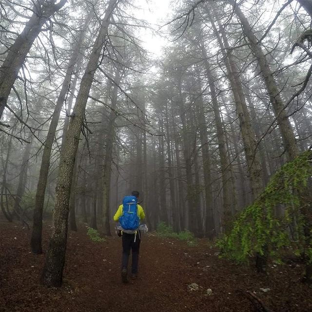 EXPLORE I LEBANON, BAROUK CEDARS & HIKING THIS SUNDAY. BOOKING.03955642.� (Bâroûk, Mont-Liban, Lebanon)