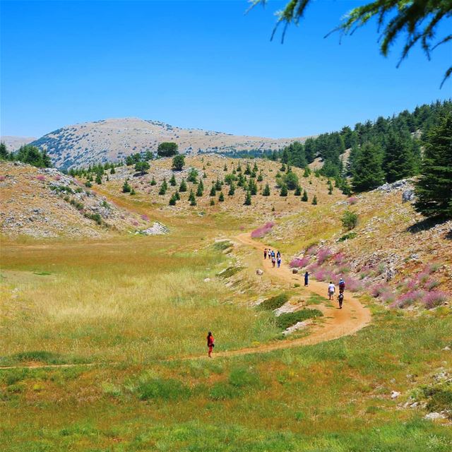 EXPLORE I LEBANON, BAROUK CEDARS & HIKING THIS SUNDAY. BOOKING.03955642.� (Bâroûk, Mont-Liban, Lebanon)