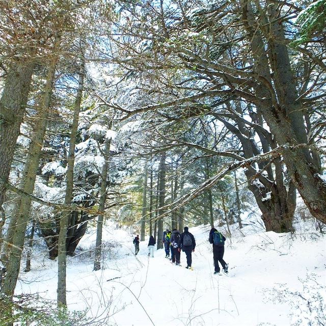 EXPLORE  I  Lebanon, Snowshoeing &  Tannourine Reserve this Sunday🌲🌲🌲🌲 (Arz Tannoûrîne)