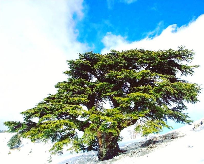EXPLORE  I  Lebanon, Snowshoeing & the Shouf Reserve this Sunday🌲🌲🌲🌲🌲 (Bâroûk, Mont-Liban, Lebanon)