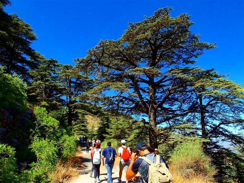  explorelebanon  livelovelife  livelovelebanon  livelovelaugh ... (Shouf Biosphere Reserve)