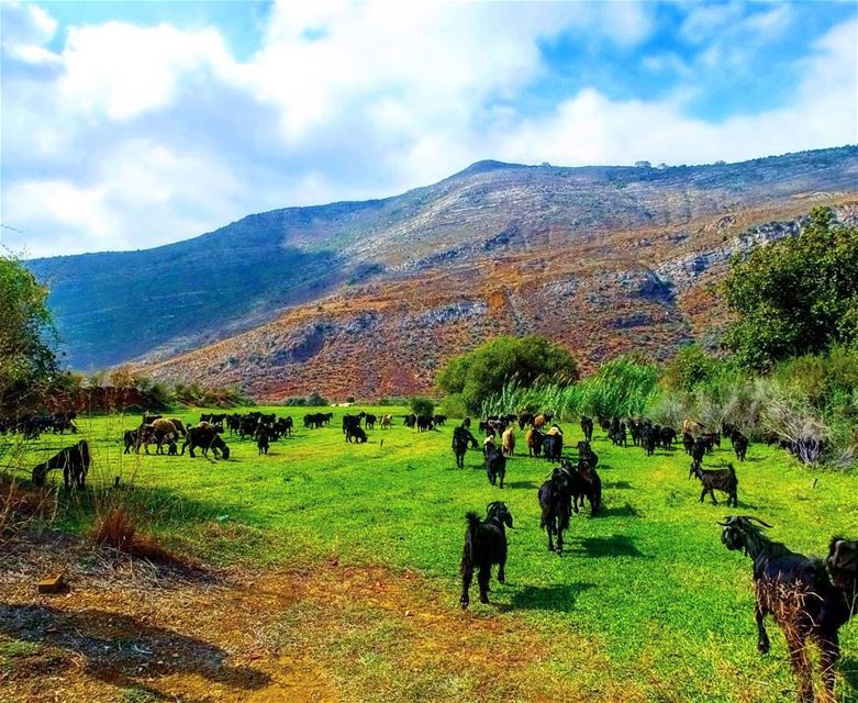 🌲 explorelebanon  livelovelife  livelovelebanon  livelovelaugh ... (Mazraat El Shouf)