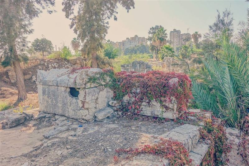 Exploring the Roman Cemetery in Tyre. Found two sarcophagi. Had a look... (Tyre, Lebanon)