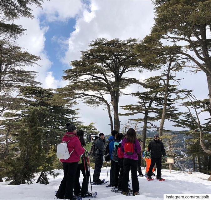 Exploring the wonderful Tannourine Cedars ❄️🌲.. batrountourism  fun ... (Batroûn)