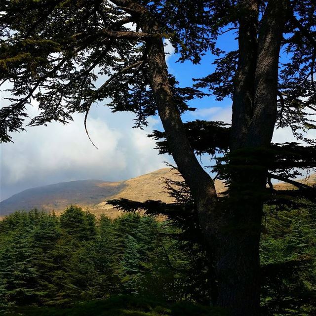 Eyes on the forest🌲🌲🌲🌲🌲,not on the tree🌲  livelovebeirut... (Arz Tannourine)
