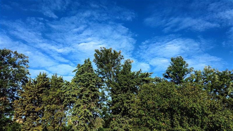 Fairy tale  Lebanon  pine  sky  clouds  liban  nature  scene  scenery  ... (Lebanon)