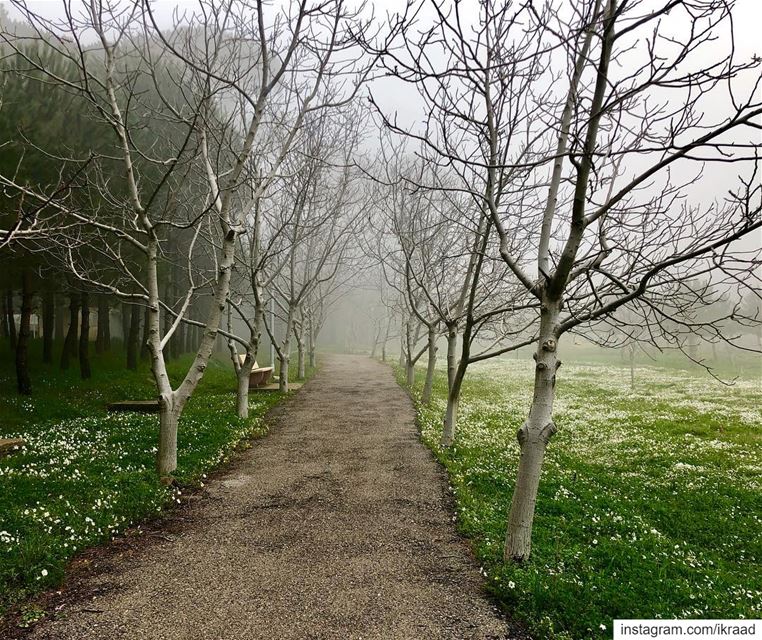  FairyForest 🌫 🌳 (Chbânîyé, Mont-Liban, Lebanon)