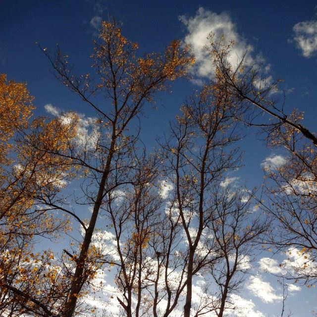  fall  autumn  leaves  season  trees  sky  blue  colors  clouds  Lebanon ...