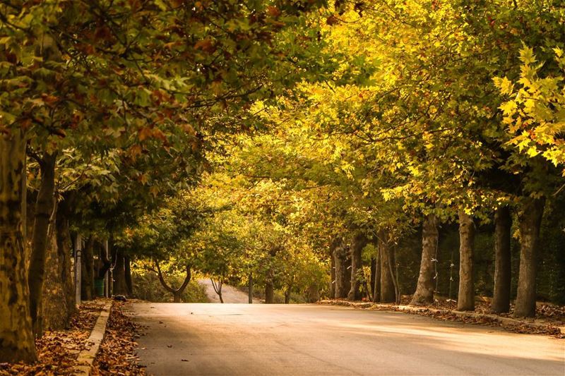  fall autumn yellowtree 🍂🍁... photography photographer photooftheday... (Sawfar, Mont-Liban, Lebanon)