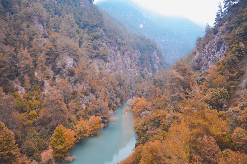 Fall colors ..🍂🍁... (Chouène, Mont-Liban, Lebanon)