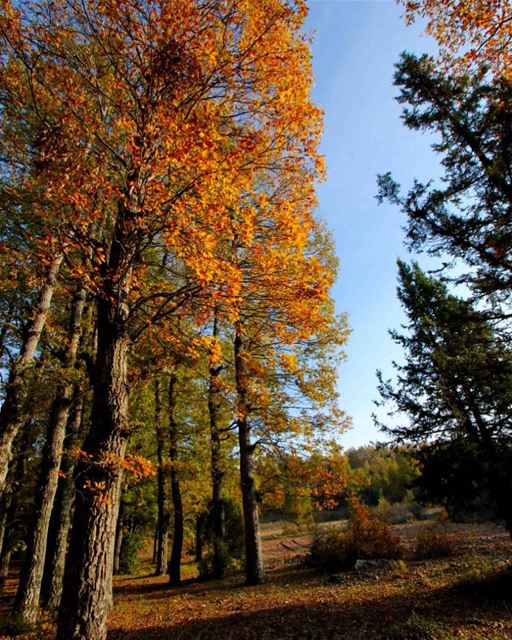 Fall crush 🍁..... saraheidphotography  lebanon  livelovelebanon ... (غابة العذر)