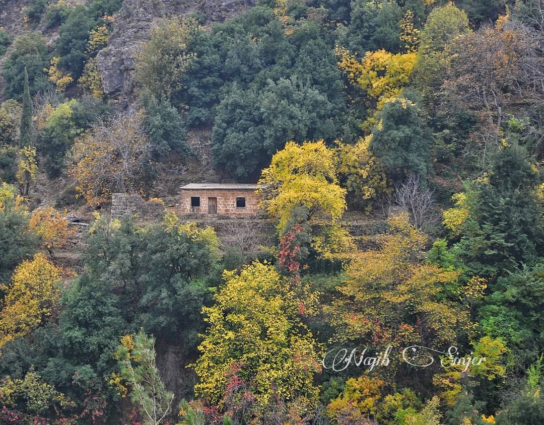 fall  fall🍁   winter   instagood  dead   nature   lebanon  najib_sinjer ... (Kadisha Valley)