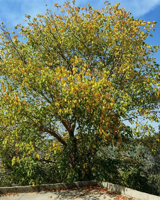 🌳🍂🍂🍂🍂 ... fall  fallseason  autumn  tree  autumncolors  Lebanon ...