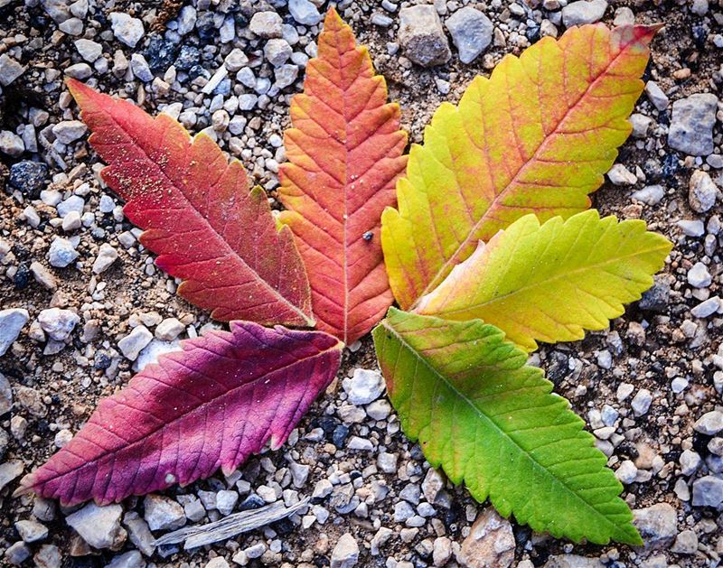 .Fall has a million colours! | Autumn leave rainbow !! | Good evening... (Bâroûk, Mont-Liban, Lebanon)