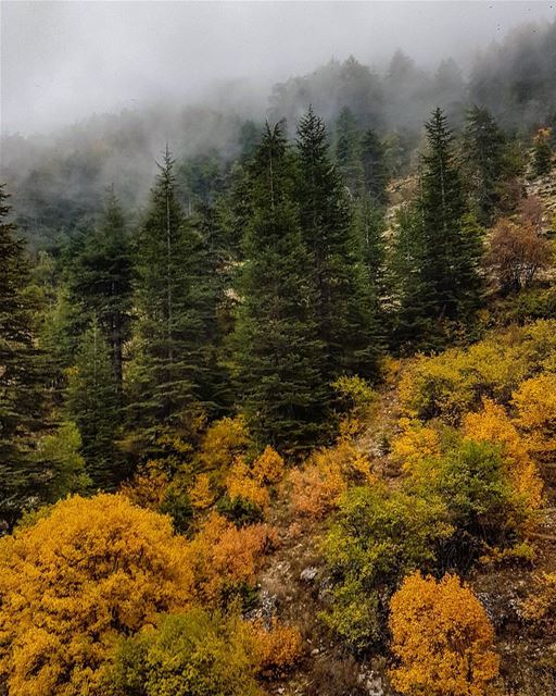 Fall in love 💛💚🌲🍁 fog  trees  autumn  cedars  yellow  leaves  hike ... (Horsh Ehden)