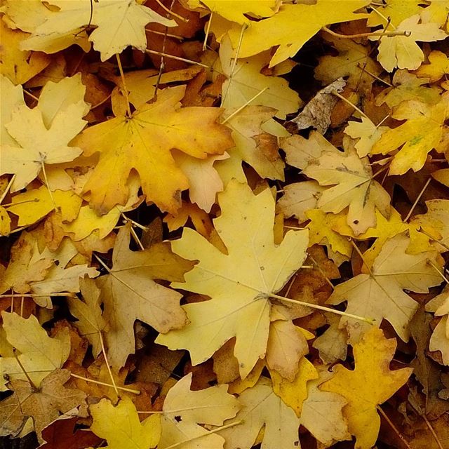 Fall is just this colourful transition to a new creative comeback ❤... (Ehden, Lebanon)