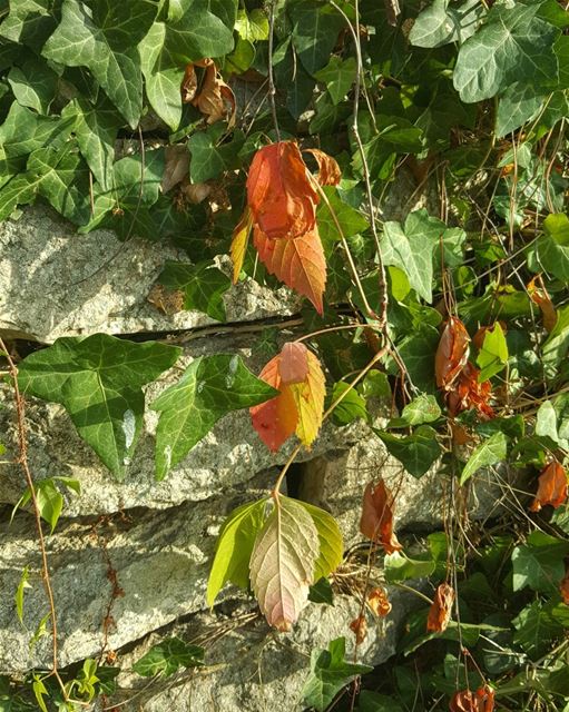 Fall is upon us 🍁🍂... fall  fallseason  autumn  autumncolors ...