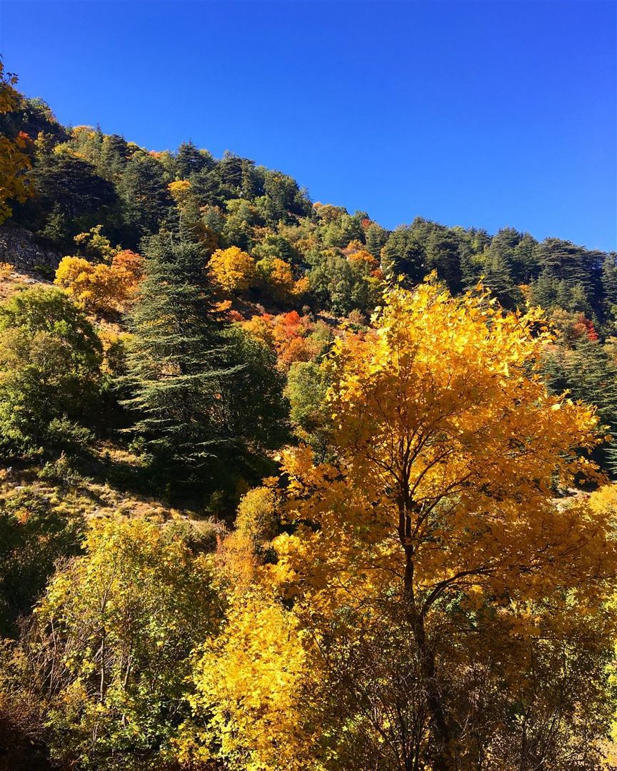 Fall 🍁  lebanon  ehden  reserve  nature  naturephotography  fall ... (Horsh Ehden)
