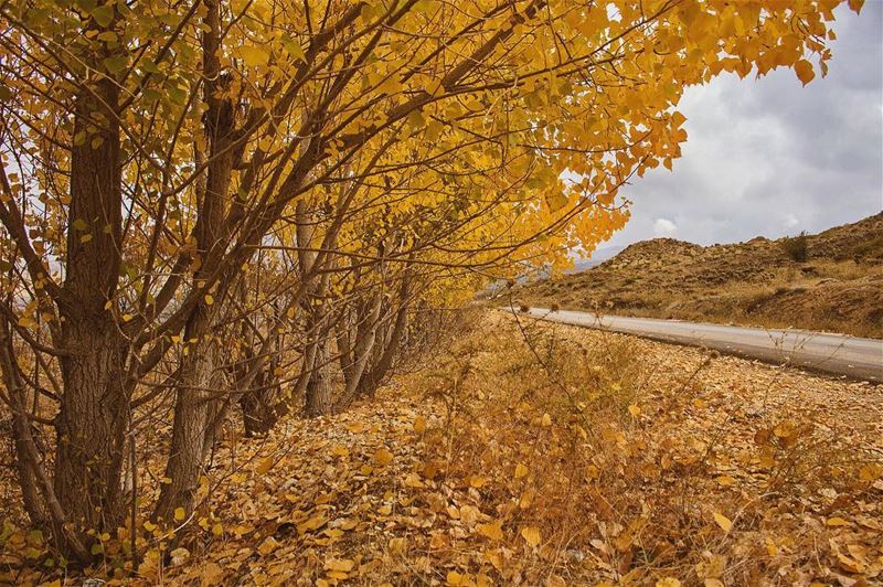 'fall; the year’s last smile...'''' photography  photographyislife ... (Tannurin Al Fawqa, Liban-Nord, Lebanon)