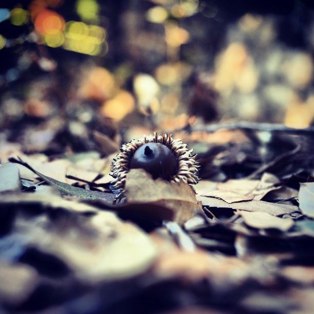  fall  winter  photography  insta_lebanon  ig_lebanon  lebanon  lebanese ...