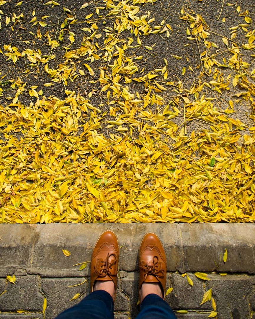 Fallen🍃🍂  rookietographer ..... autum  autumnal  fallen  leafy ... (Lebanon)