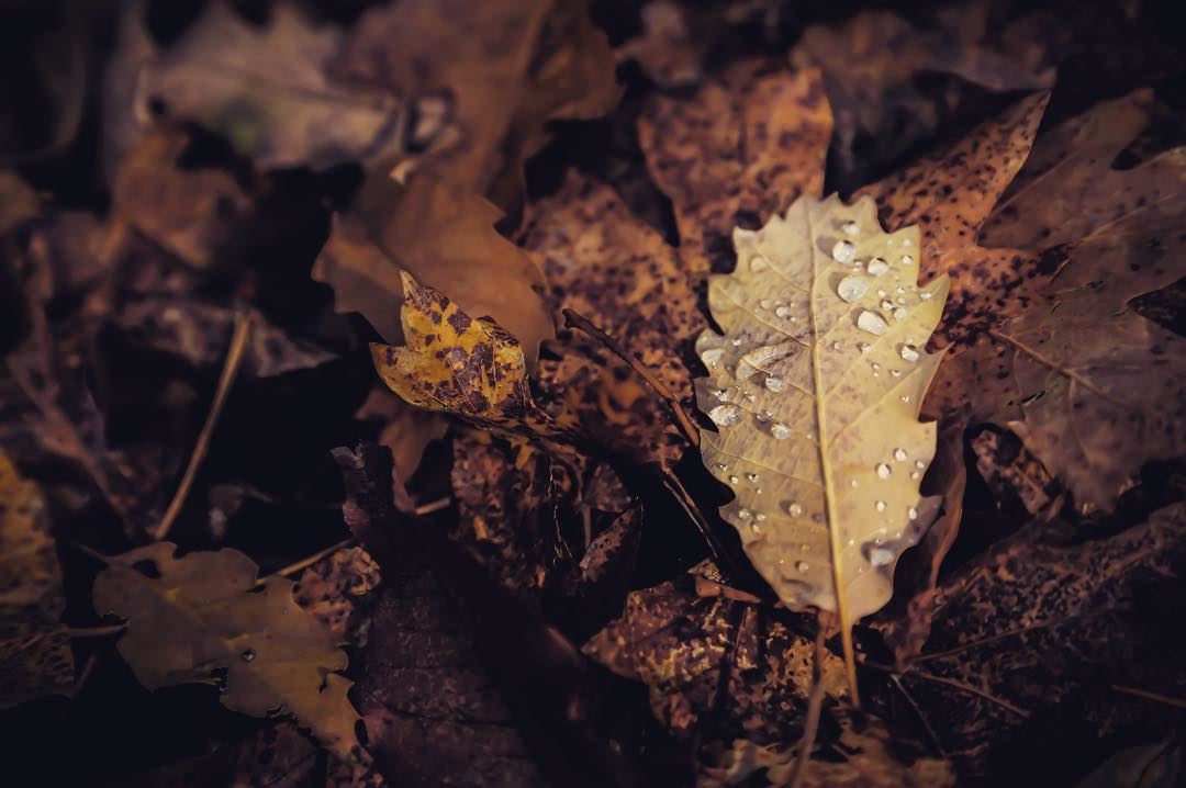 Falling leaves hide the path so quitely . lebanon lebanese  forest ... (Jabal Moûssi)