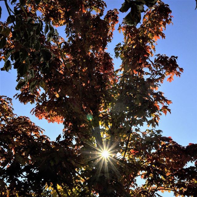 Falling to winter ...  lebanon  fall  sun  tree  leaves  nikonlb  nikon ... (Chouf)
