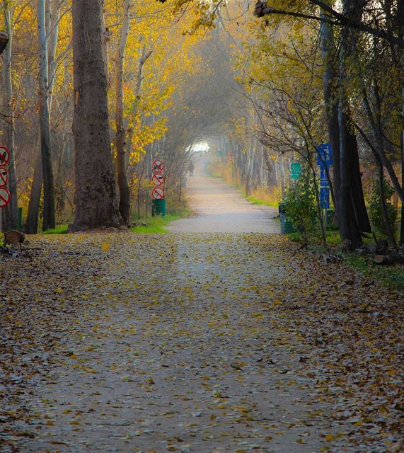 Falling with love  livelovelebanon  livelovebeirut  livelovebekaa ... (Taanayel- Bekaa)