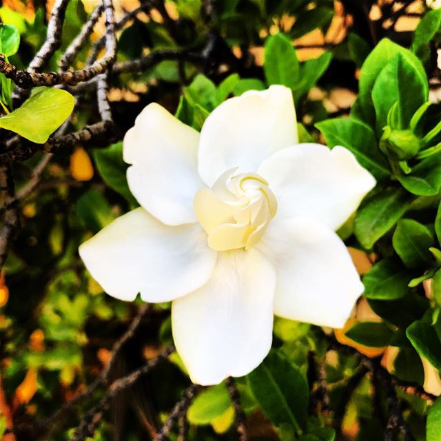  falougha  gardenia  travelphotography ... (Lebanon)