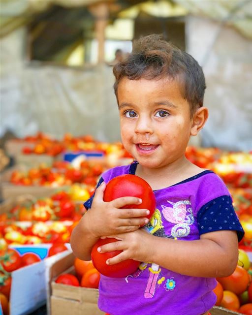 Family business 🍅  Tomato  Syrian  Refugee 👦🏽 (Beit Chléla, Liban-Nord, Lebanon)