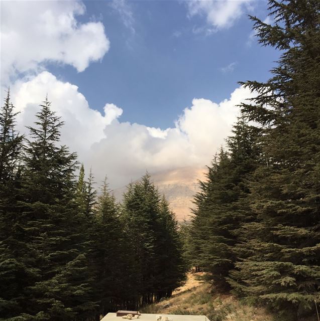 Famous Lebanese cedars!... bcharreh  cedar  cedartree  cedarsoflebanon... (El Arz)