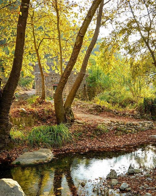 Fantastic Autumn colors 💛🍃🍂🍁. Aanout, Lebanon. Good evening dear... (Aanout, Mont-Liban, Lebanon)