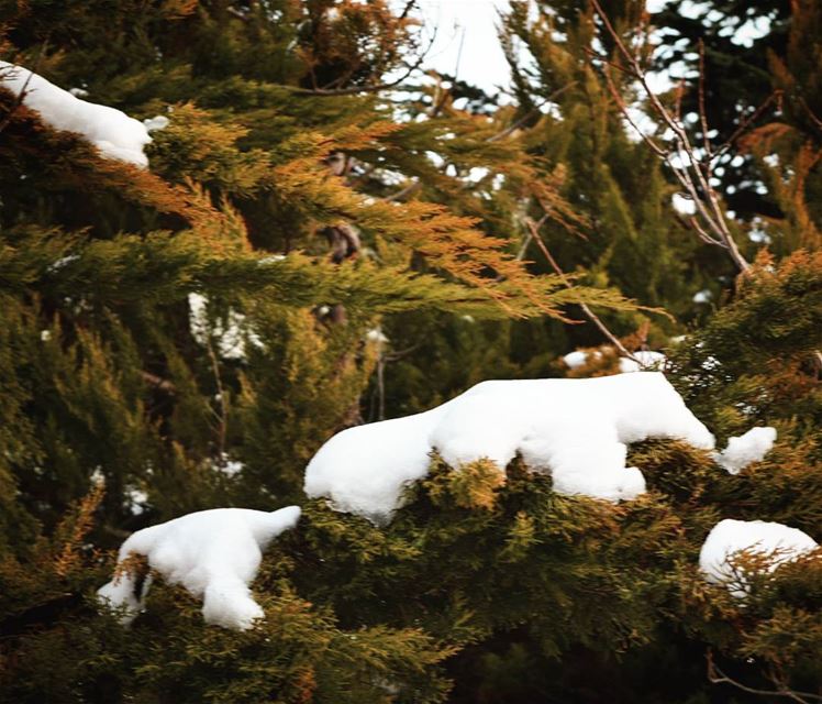 ❄❄❄ (Faraya, Mont-Liban, Lebanon)
