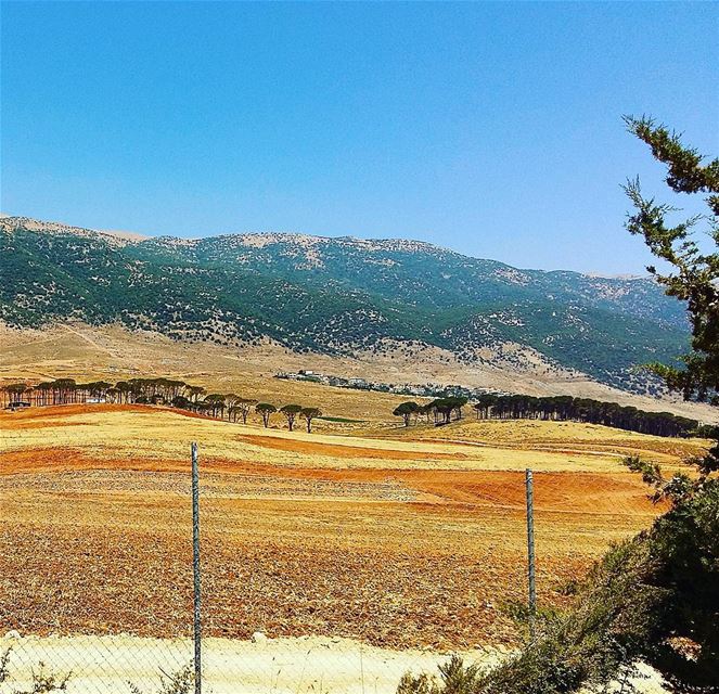  Farm farmland  pinetrees  mountains  mountainsoflebanon  beautyofnature ...