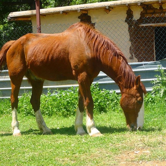 farm horses ferme chevaux