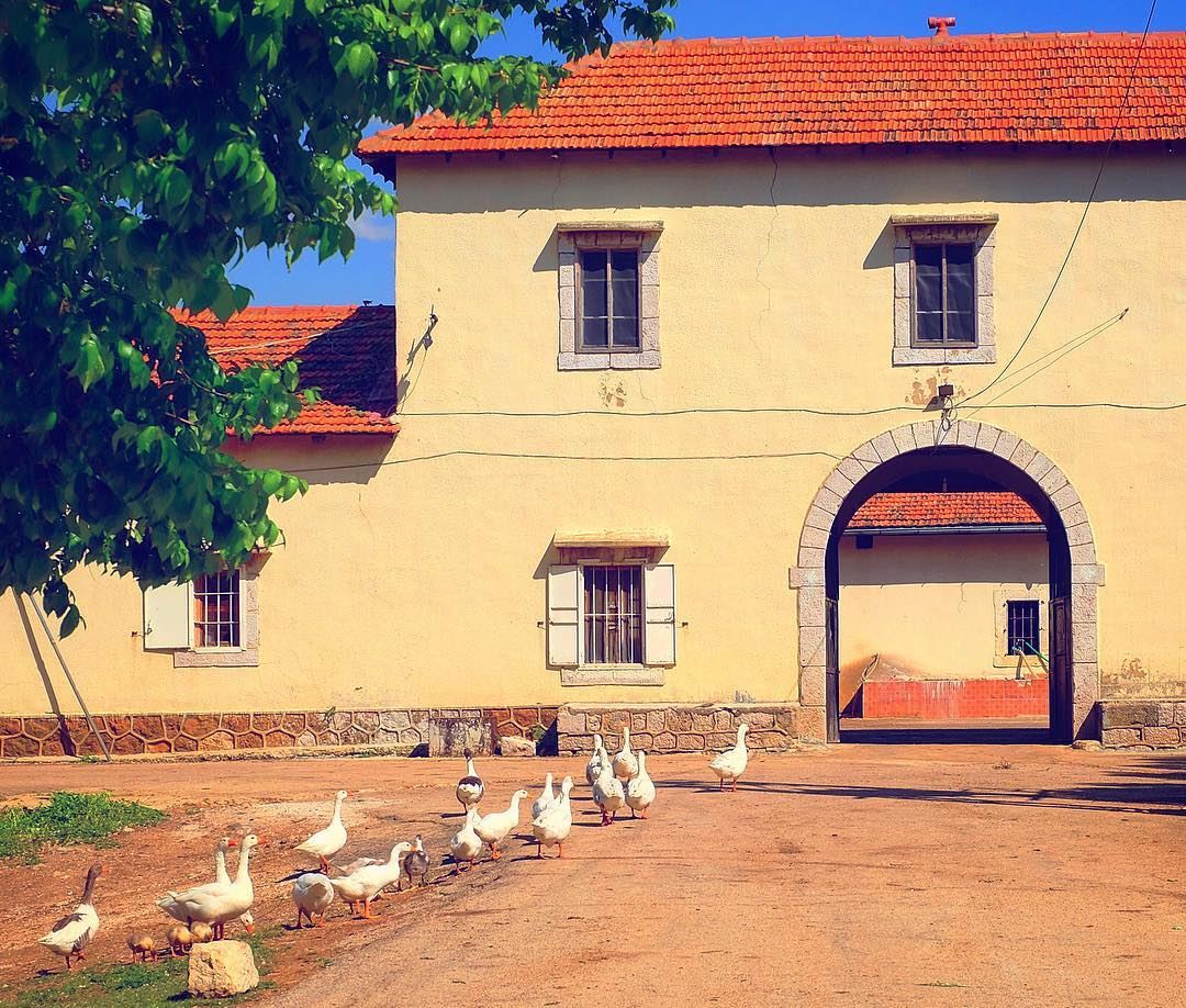 Farm life 🌳🏡 🇱🇧🔹🔸 farmville  goose  geese  farmanimals ... (Lebanon)